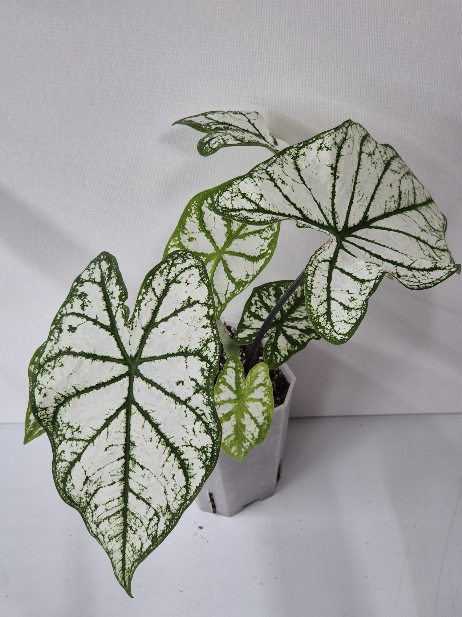 Caladium White Christmas – Eleganz in Weiß und Grün