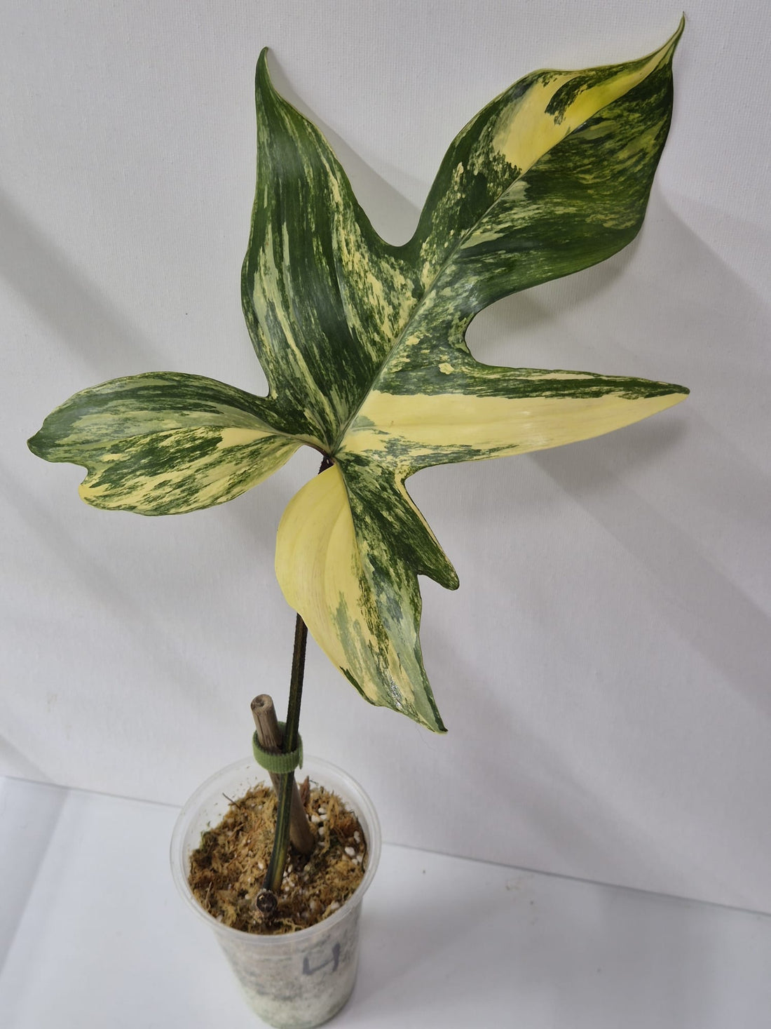 Philodendron Florida Beauty Variegata – Stecklinge + ganze Pflanzen mit attraktiver Panaschierung