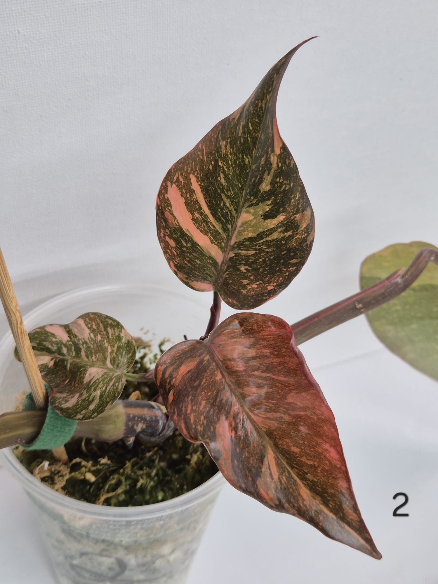 Philodendron Orange Princess Galaxy Variegata