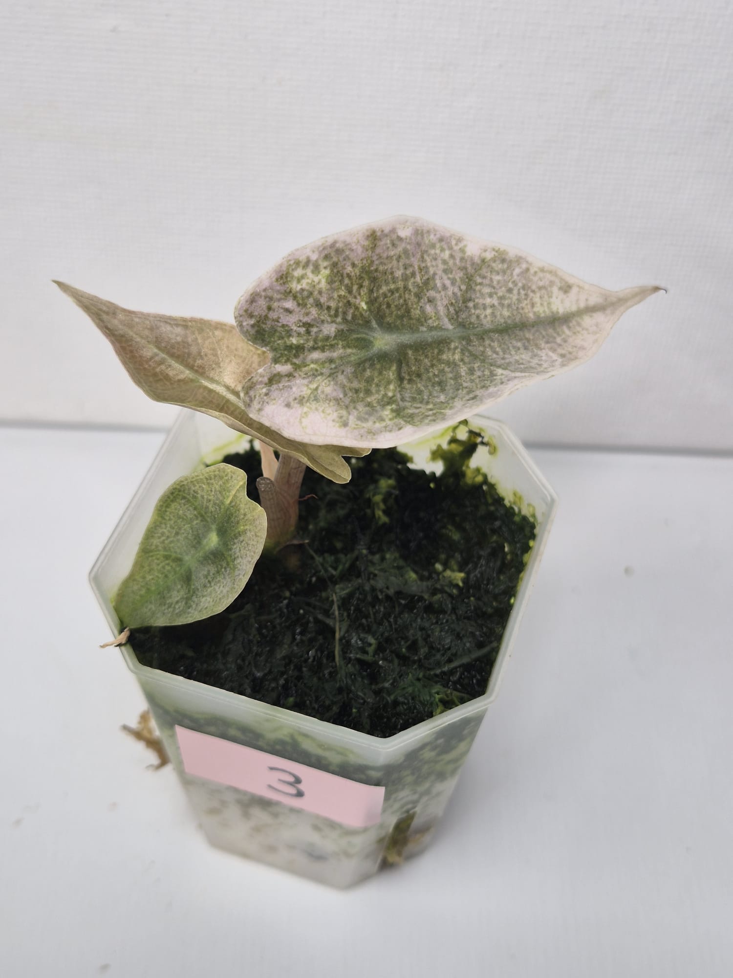 Alocasia Polly Pink Mint/Ghost